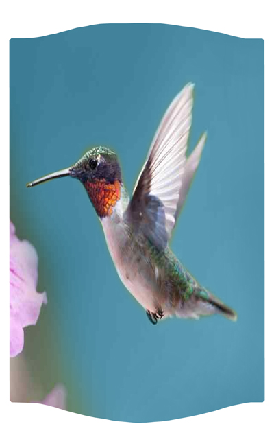 DNSLOG C 028 Humming Bird 2 